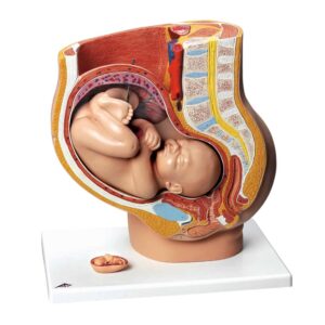 Modelo De Mujer Embarazada 3 Partes - Nasco